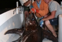 200Lb ++ Swordfish Caught in Destin 200Lb ++ Swordfish Caught in Destin