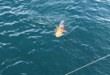 100-PROOF-GOLIATH-GROUPER-3 100-PROOF-GOLIATH-GROUPER-3