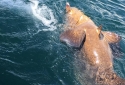 100-PROOF-GOLIATH-GROUPER-2 100-PROOF-GOLIATH-GROUPER-2