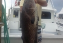destin deep sea fishing charters destin shark fishing 15 destin deep sea fishing charters destin shark fishing 15